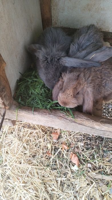 Крольчата 2 месяца фб