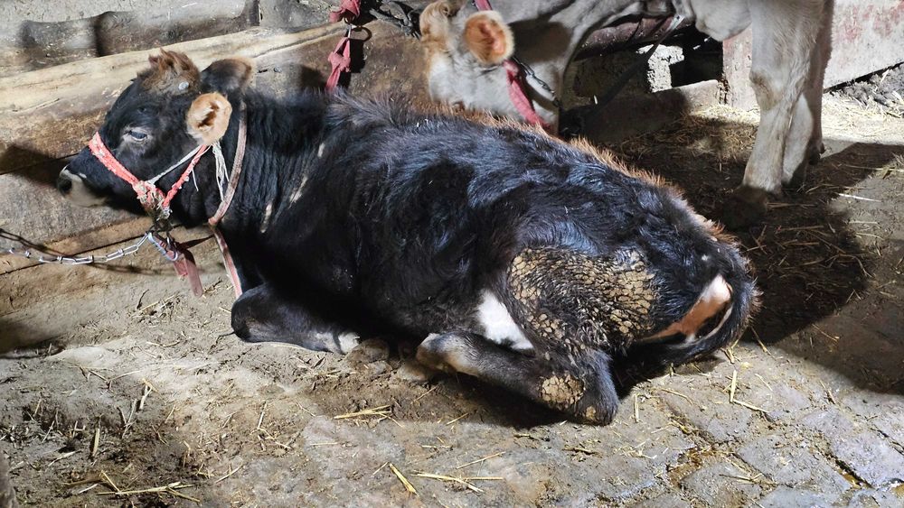 Shvet buzoq 6-7 oylik