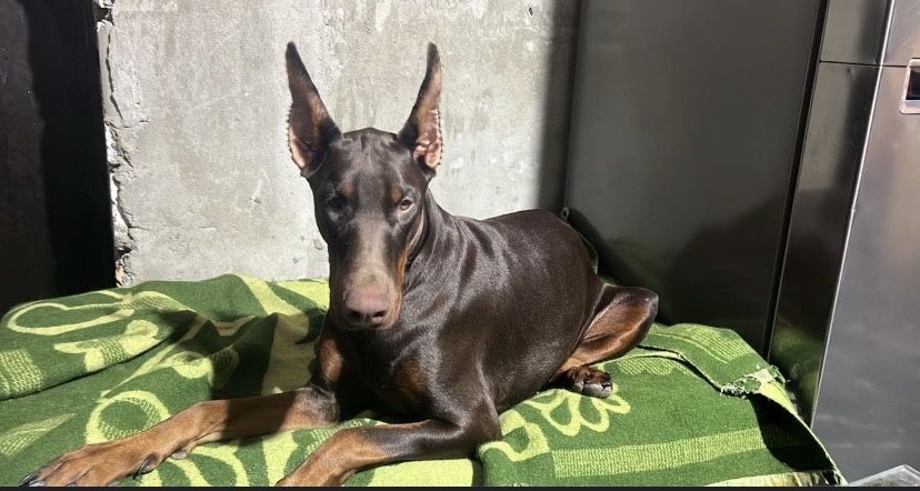 прекрасные щенки  добермана,