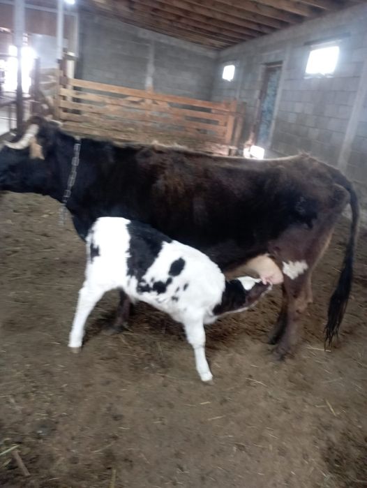 Сауынды сиыр бұзауымен сатылады