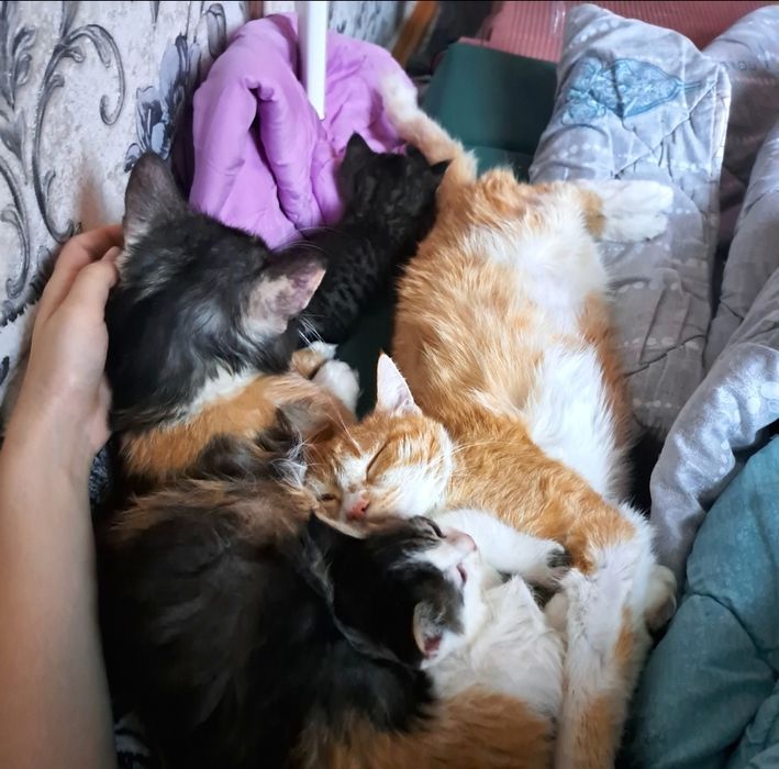 Выгул собак и передержка животных на дому хозяина