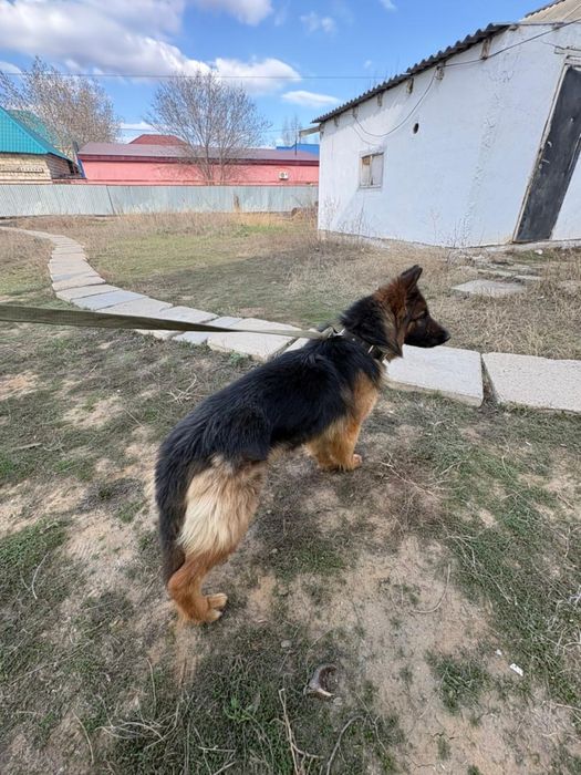 Собака, немецкая овчарка