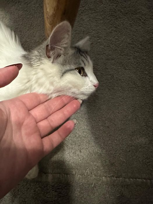 Търсим откраднатата ни котка