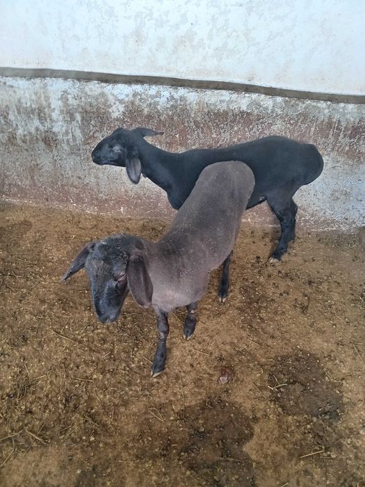 Совлик куйлар сотилади