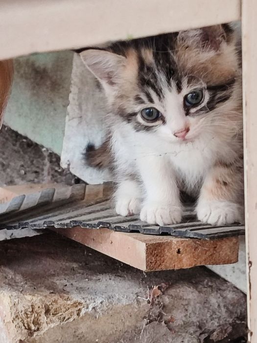 Отдам котят в хорошие добрые руки.