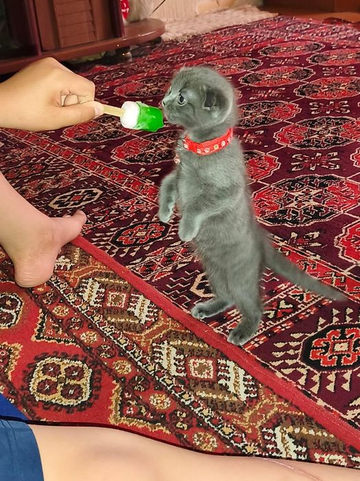 Скоттиш фолд 3 ойлик