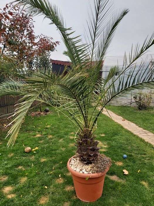 Vind palmierde 17 ani