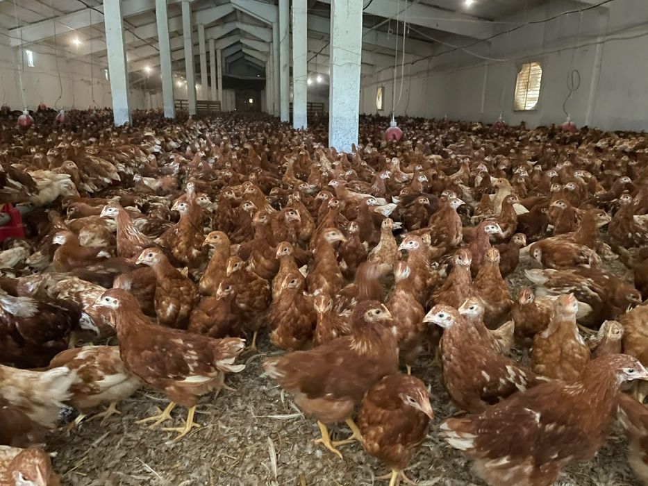 Ferma Cosniciu de Jos vinde puicute ouatoare roșii