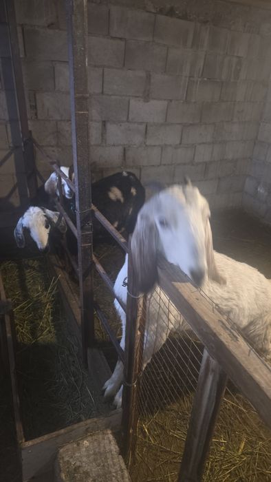 Англо нуби ешкілер сатылады