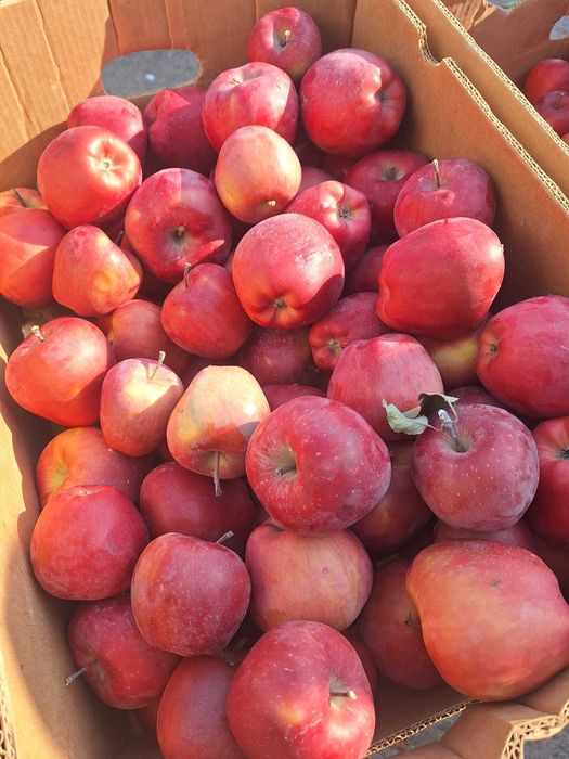 Mere de consum sau pentru programul scolar