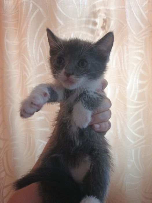 Отдам котят добрые руки !!!