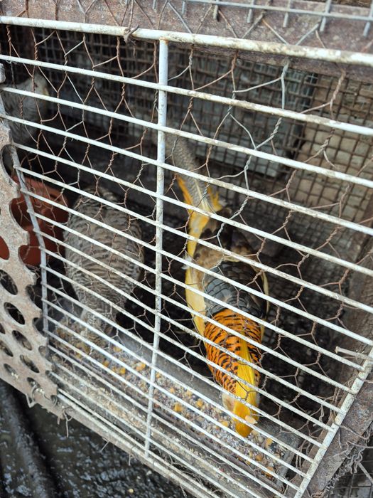 Vand mai multe specii de păsări