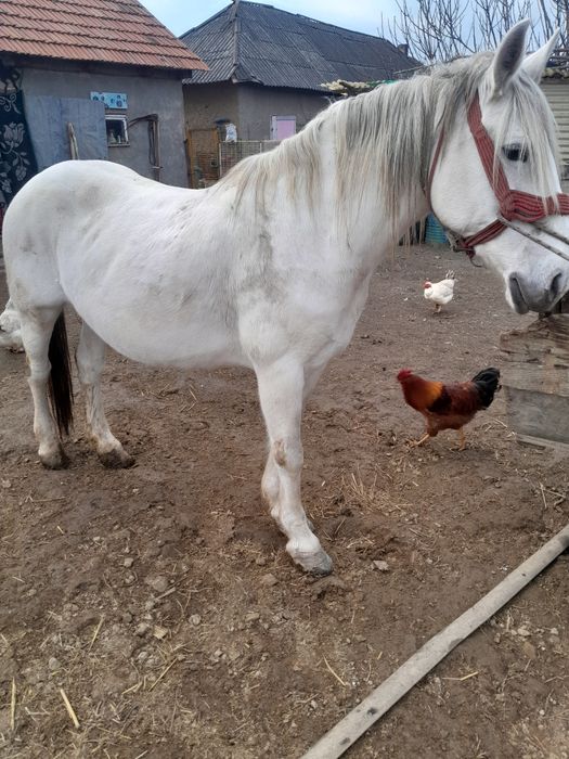 Vind sau schimb cu vaci