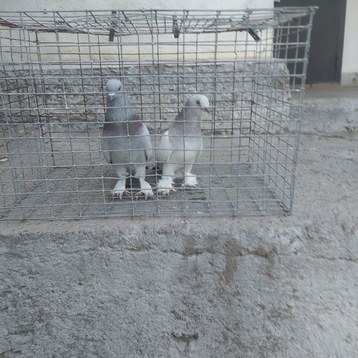 Такла пара лет с игрой самец тяга