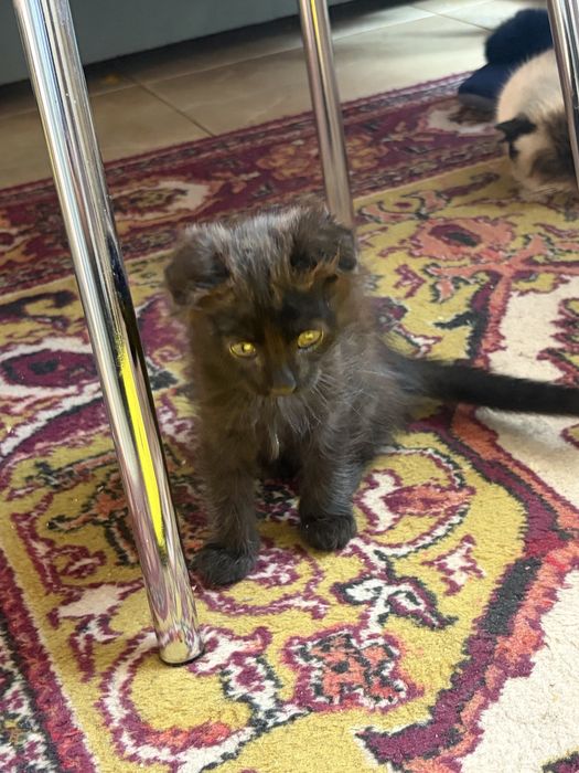 Котика в добрые руки