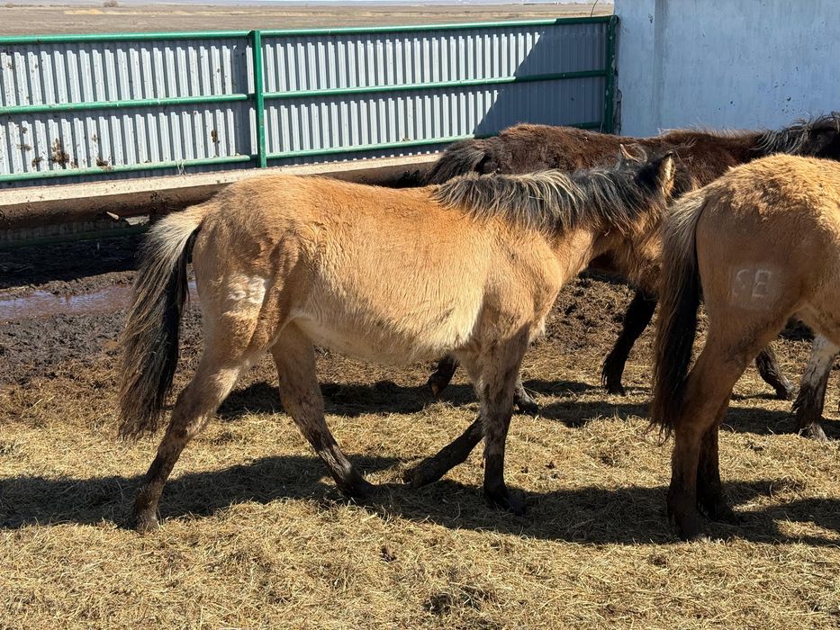 Продам Жабағы, Тай, Құнан