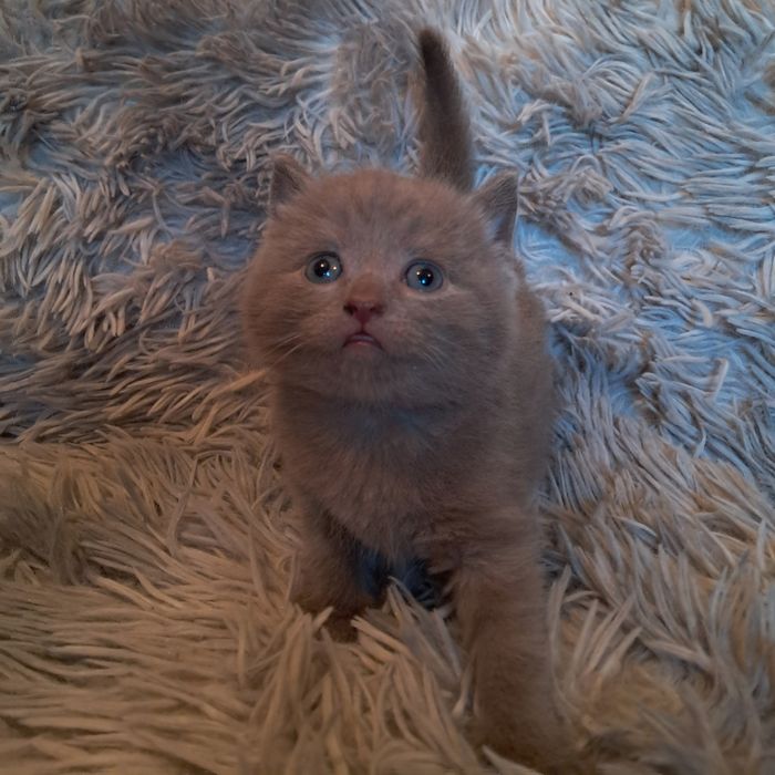 Котята полубританцы