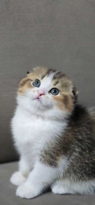 Продаются Шикарные котята!