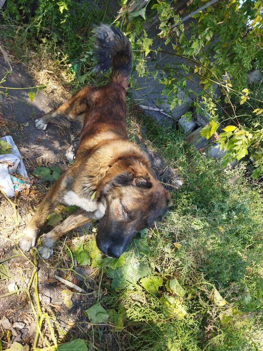 Тобет,1,5.года,Молодой кабель