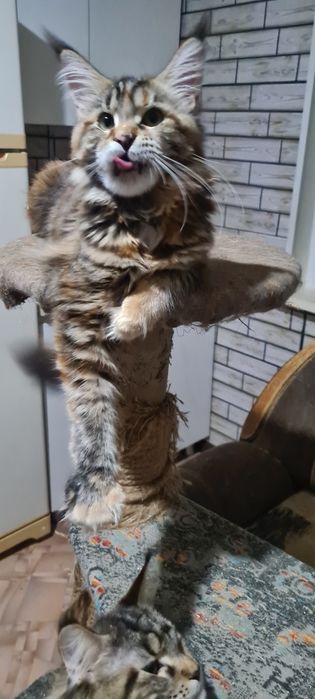 Котята мейн кун ,клубные.