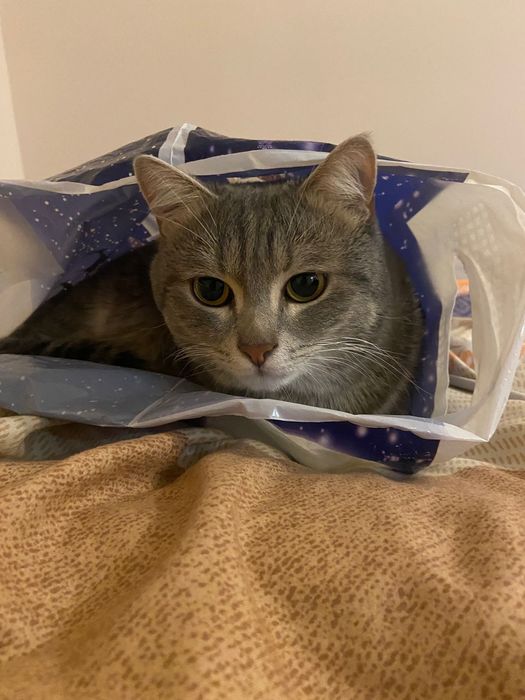 Отдам кота в хорошие руки