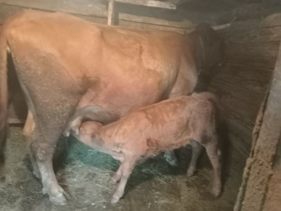 Vând vaca cu vitica