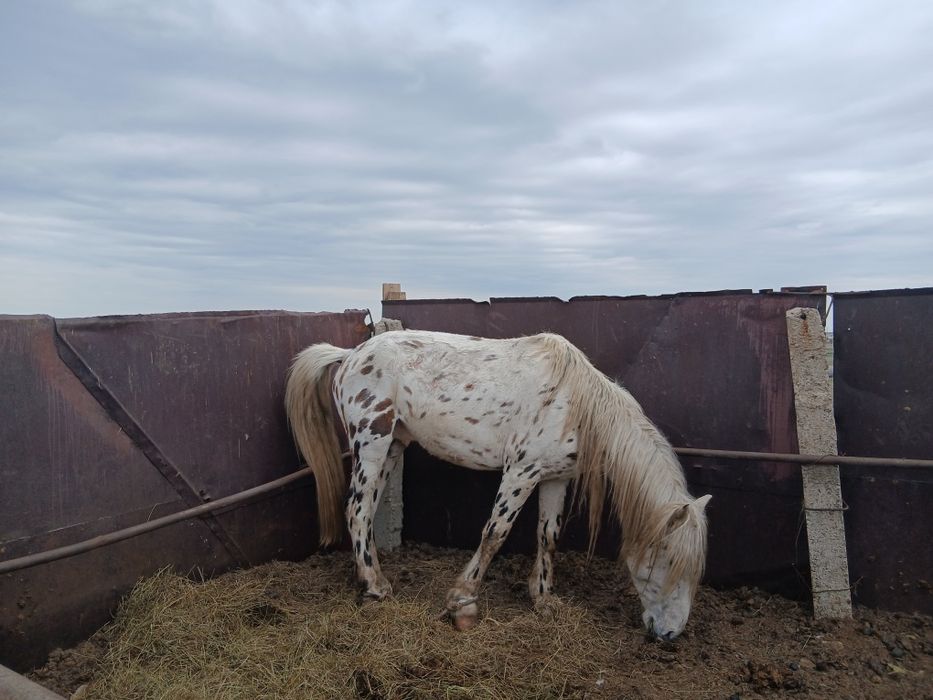900000тг 5жасар 1 жыл үйірде болған қазақи айғыр