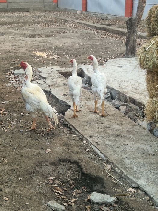 Петухи бойцовский