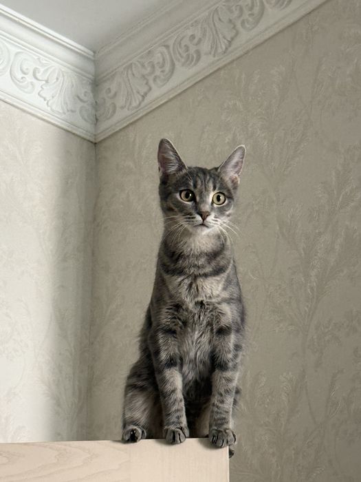 Вязка Кошка ищет котенка.