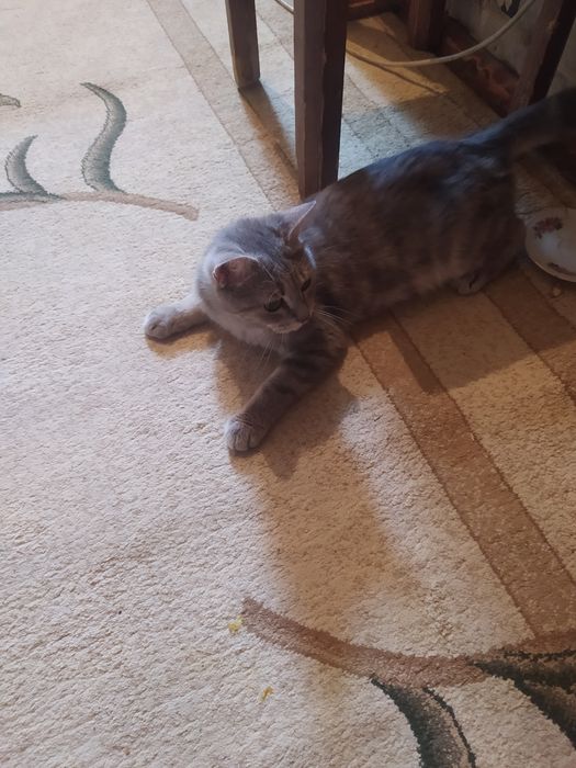 Продаю Шотландская скотиш Страйт девачка