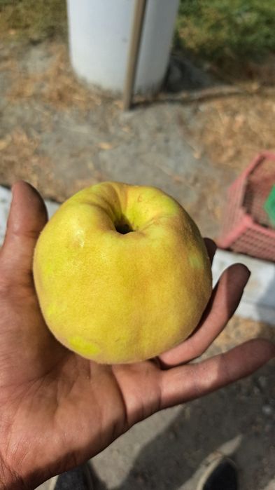 Bexi mevasi boģdan optom sotiladi