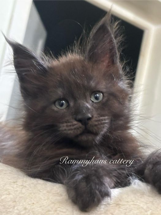 Felisa autorizata WCF, vinde pisoi cu pedigree, rasa Maine coon