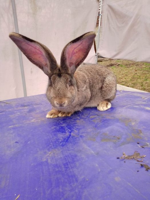 Iepuri uriaș german