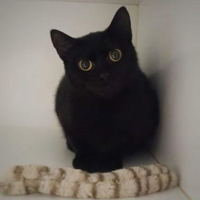 Кошка 4 года кошечка
