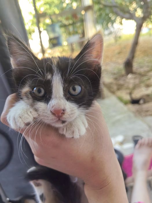 Отдам в хорошие руки котят