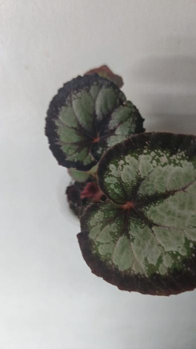 Каталог бегоний Петропавловск