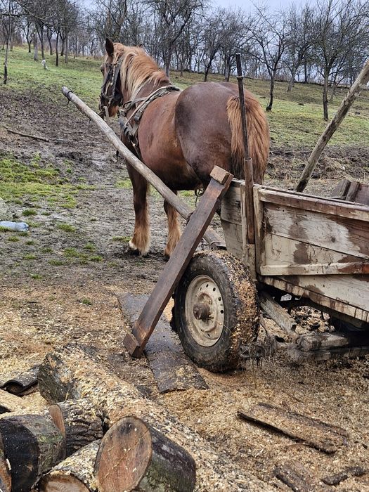 Iapă ciocolatie  de vânzare
