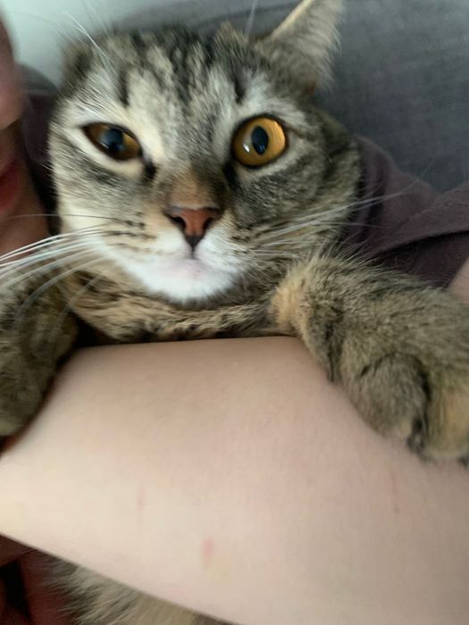 Отдам кошечку в хорошие руки