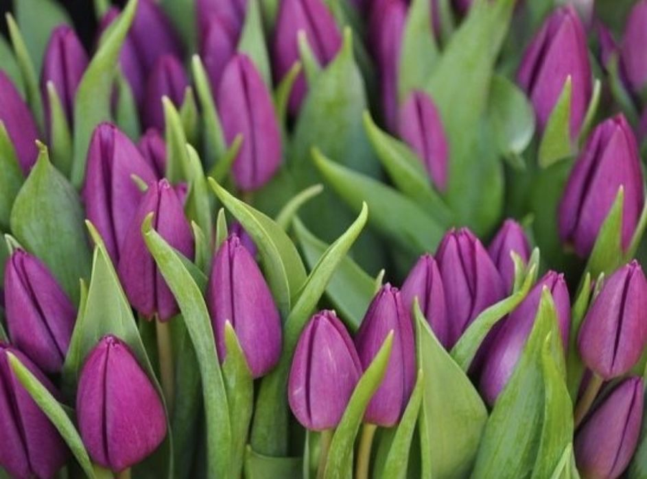 Тюльпаны оптом 420