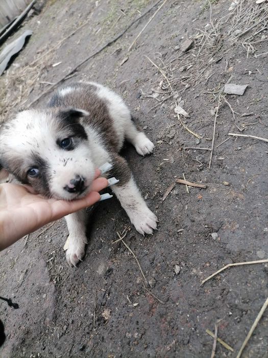 Отдам щенков в добрые руки
