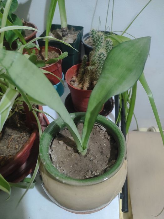 Тёщин язык Сансевиерия муншайн