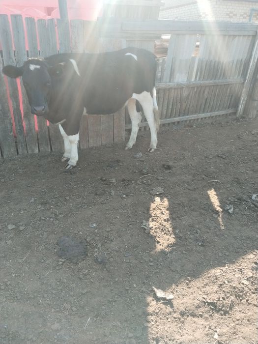 Продам КРС оптом