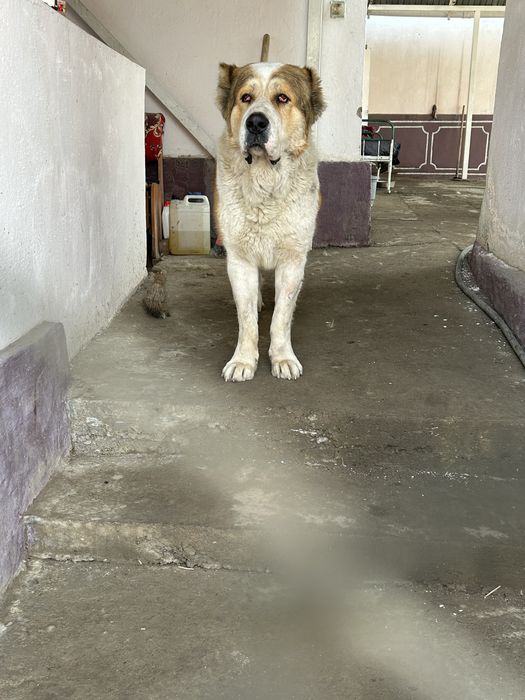 Алабай для дома