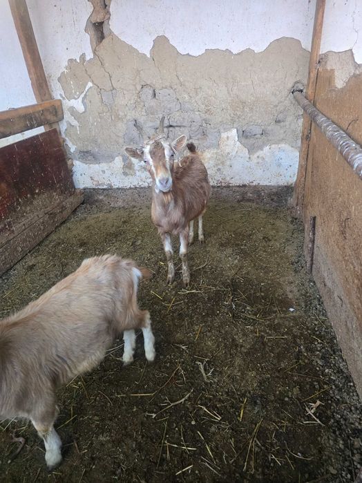 Австрийские козы