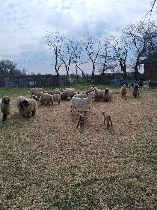 Oi de vanzare toate o data cu mei