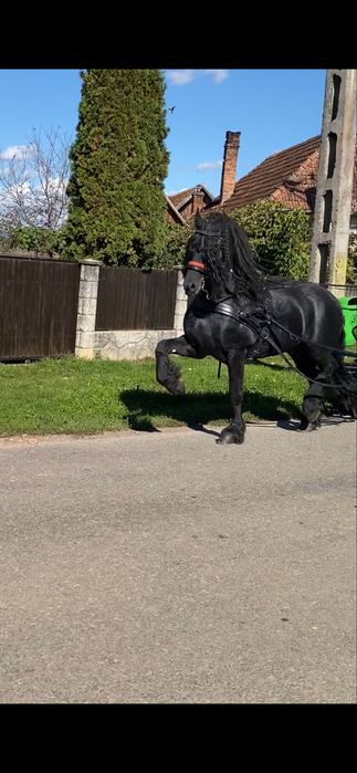 Manz frizian friesian  friz