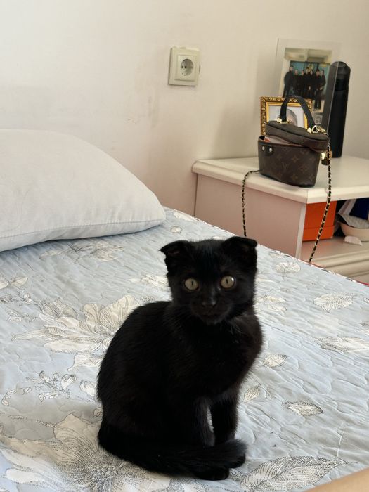 Продам котёнка Мальчик, 2 месяца.