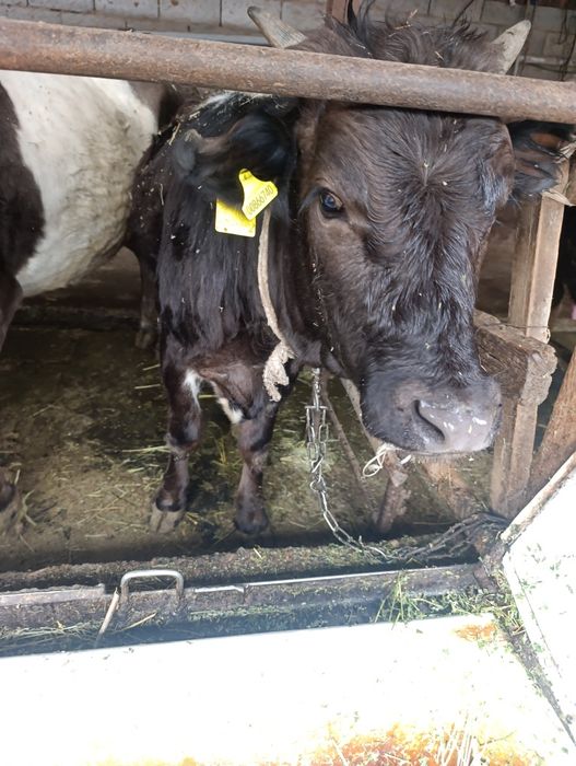 Продам тёлочку возраст 1 год