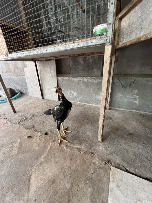 Dakan jojalar may oyini oxirida ochilgan