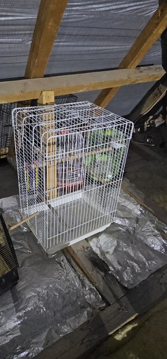 Vand custi papagali ,colivii